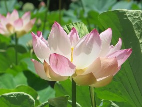 小满时节，迎接丰收的序曲