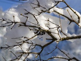 郑州又下雪啦—一场冬日瑞雪的美丽与喜悦