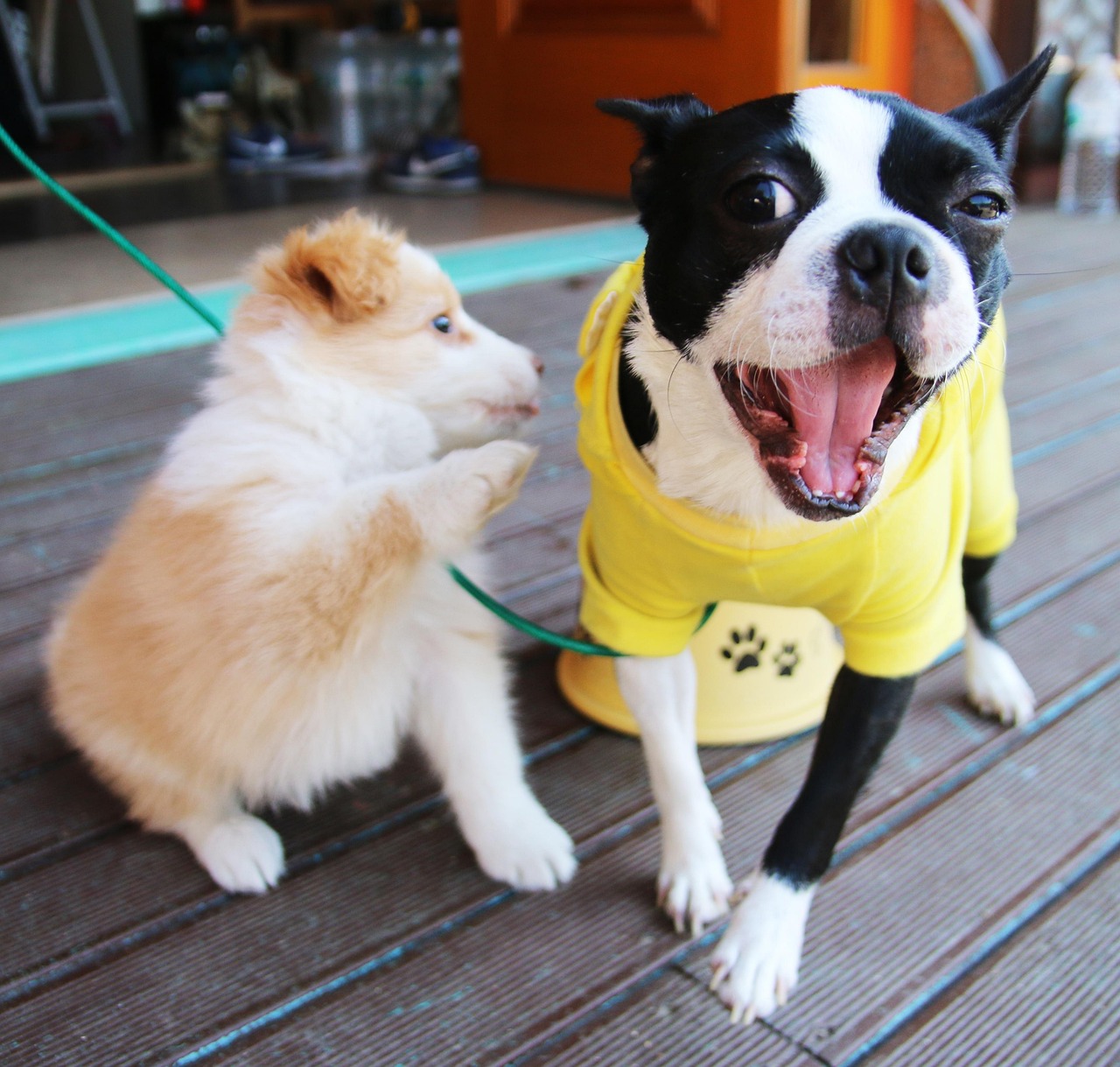 全国禁养犬名录统一公布，代表建议与未来展望